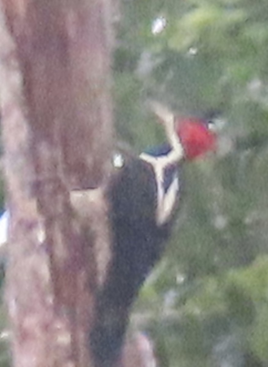 høvdingspett - ML644504841