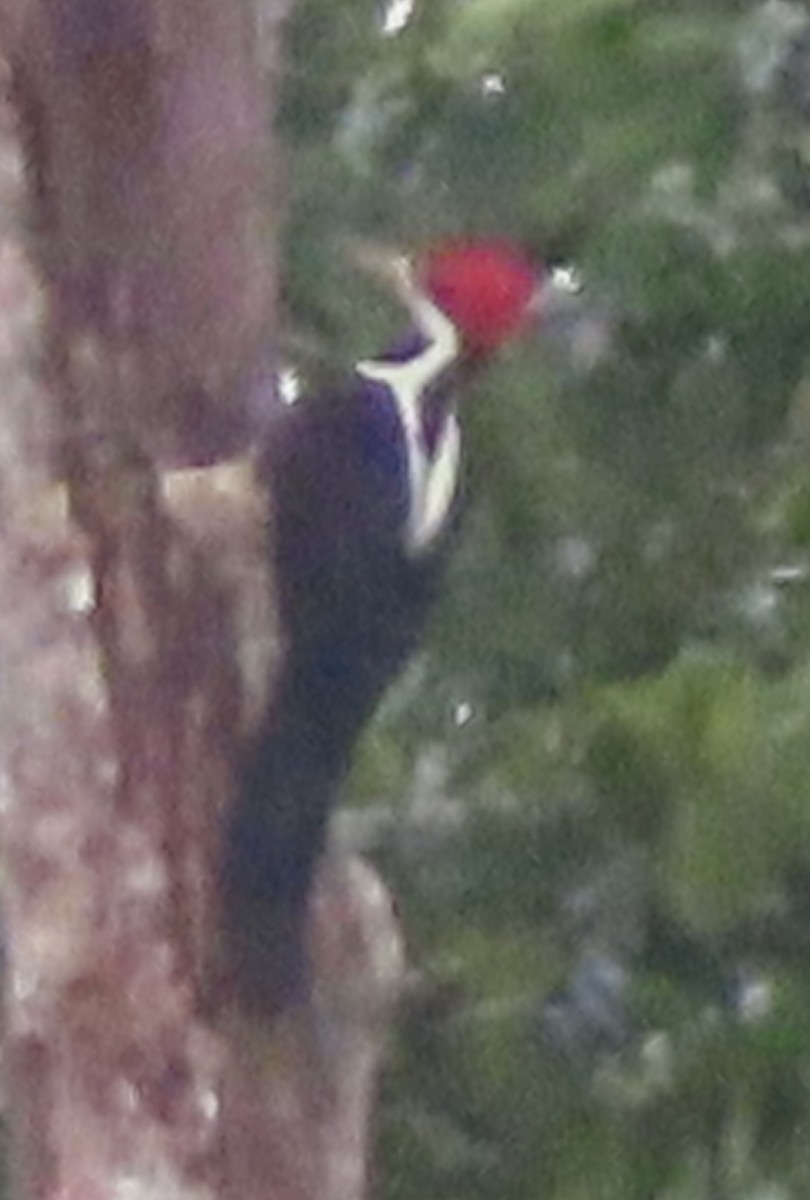 høvdingspett - ML644504842