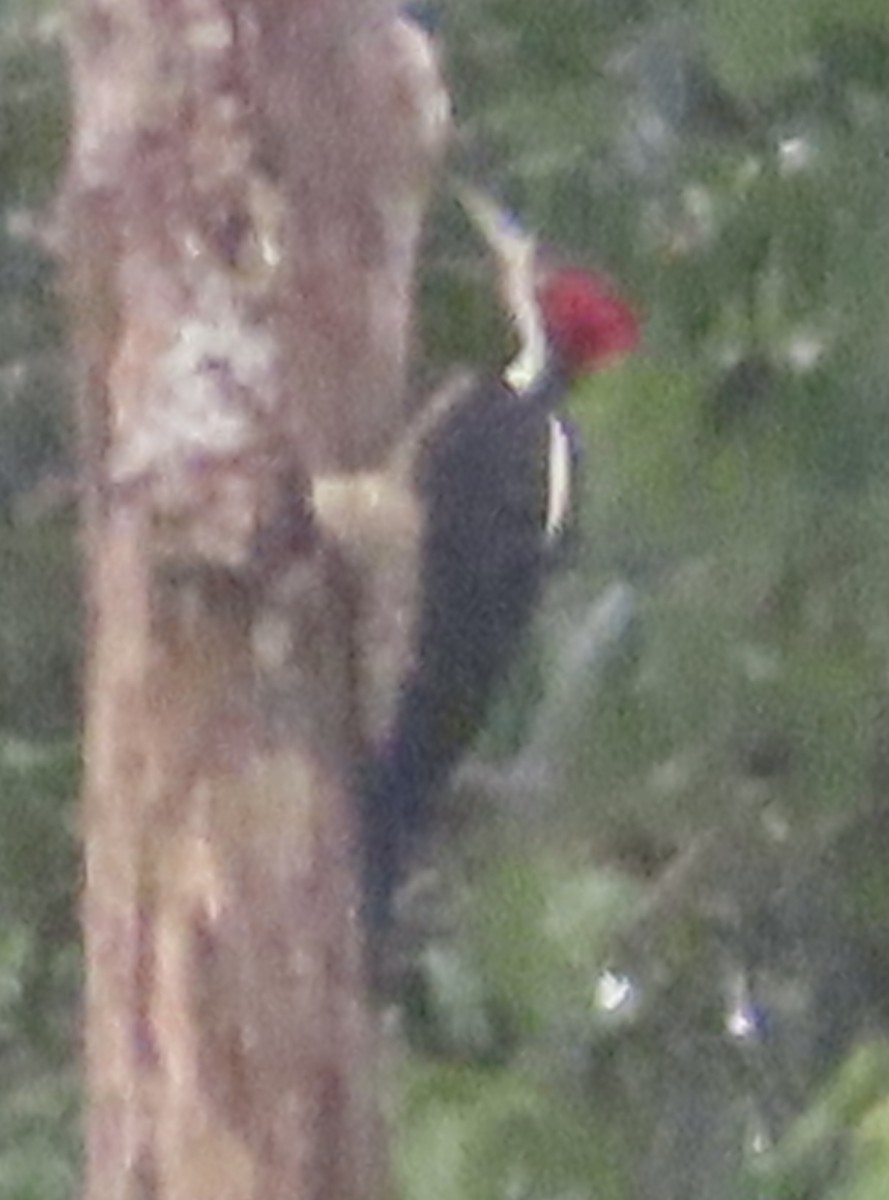 høvdingspett - ML644504843