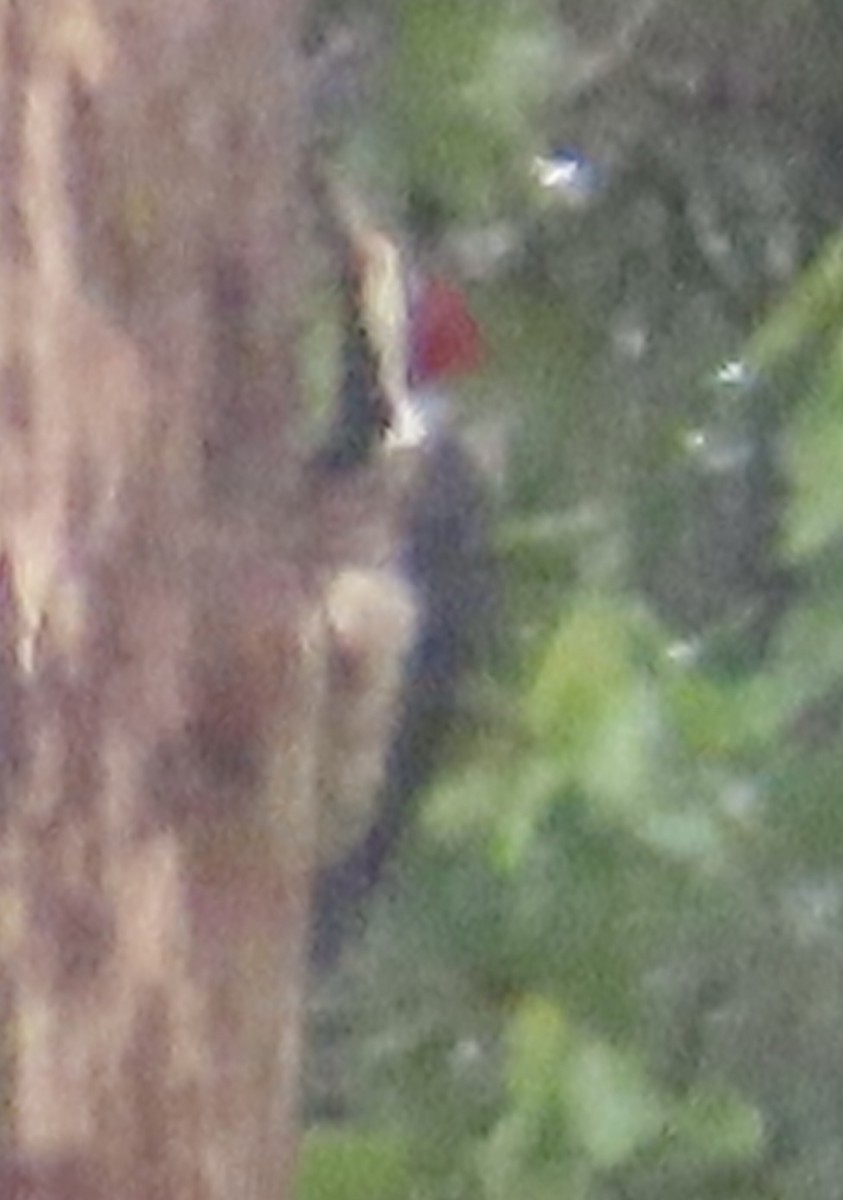 høvdingspett - ML644504844