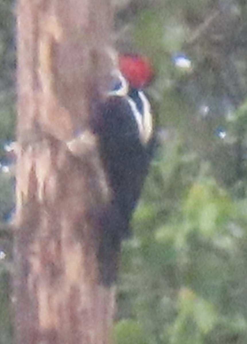 høvdingspett - ML644504845