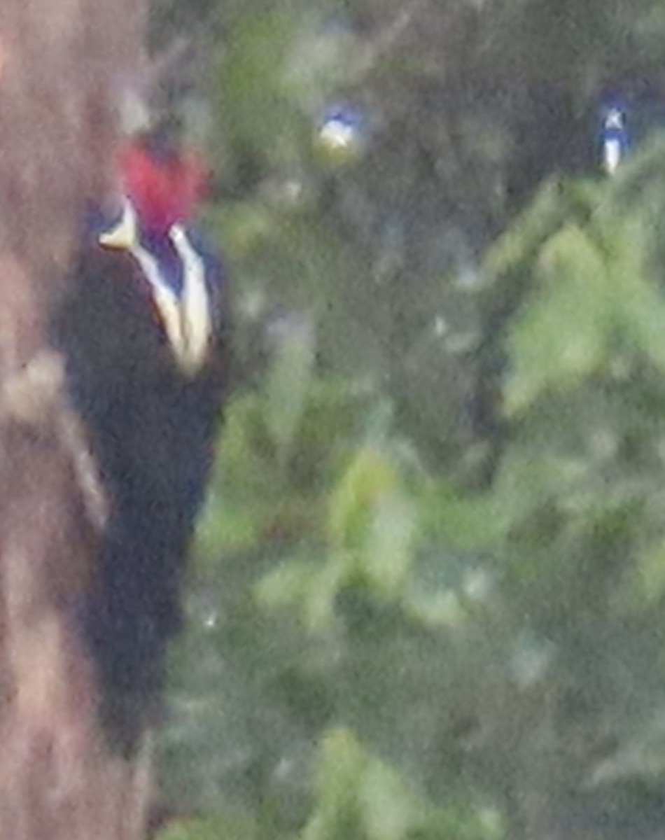 høvdingspett - ML644504846