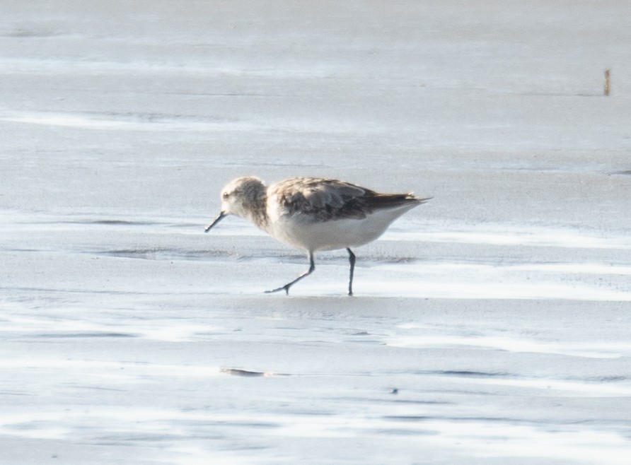 ミユビシギ - ML644504847