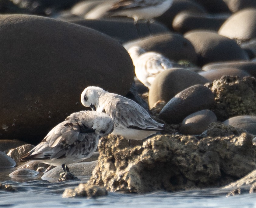 ミユビシギ - ML644504849