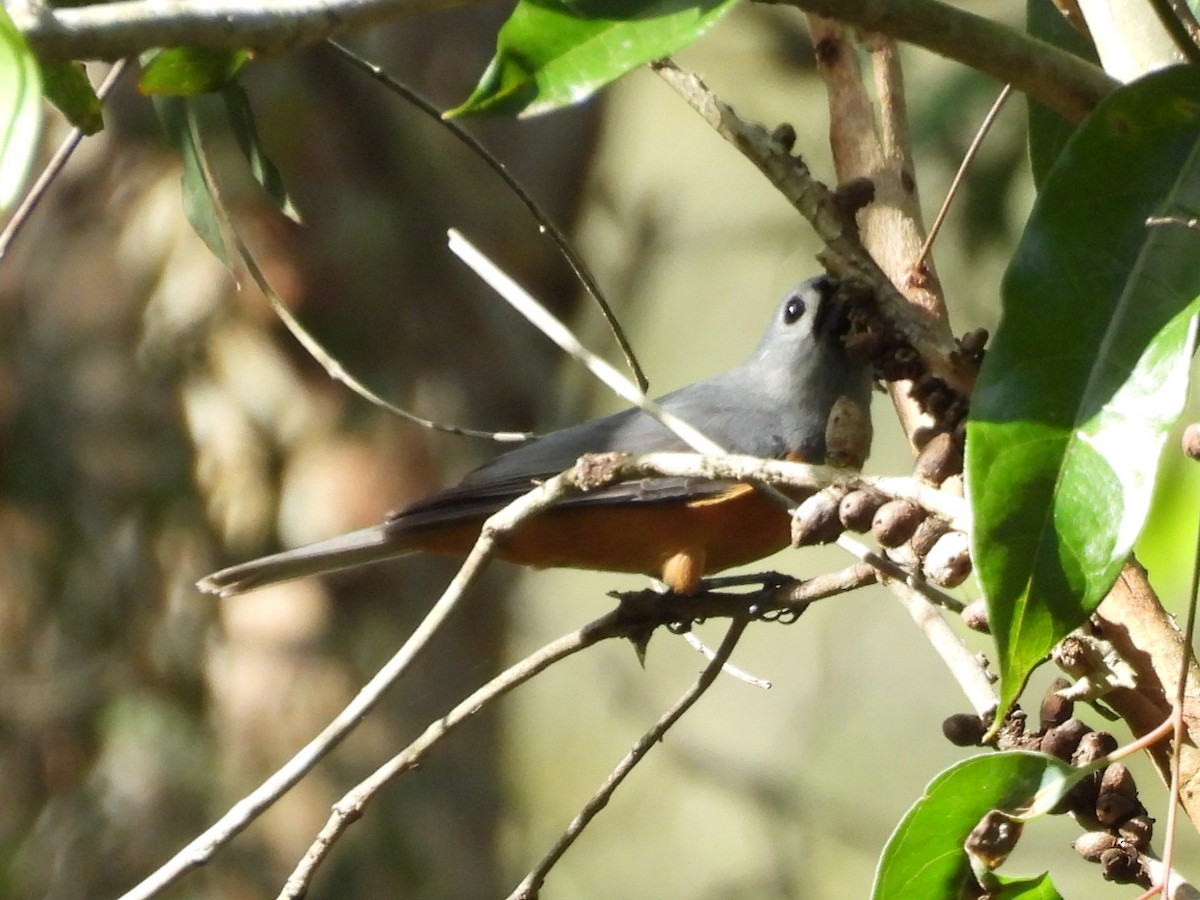 Black-faced Monarch - ML644504850