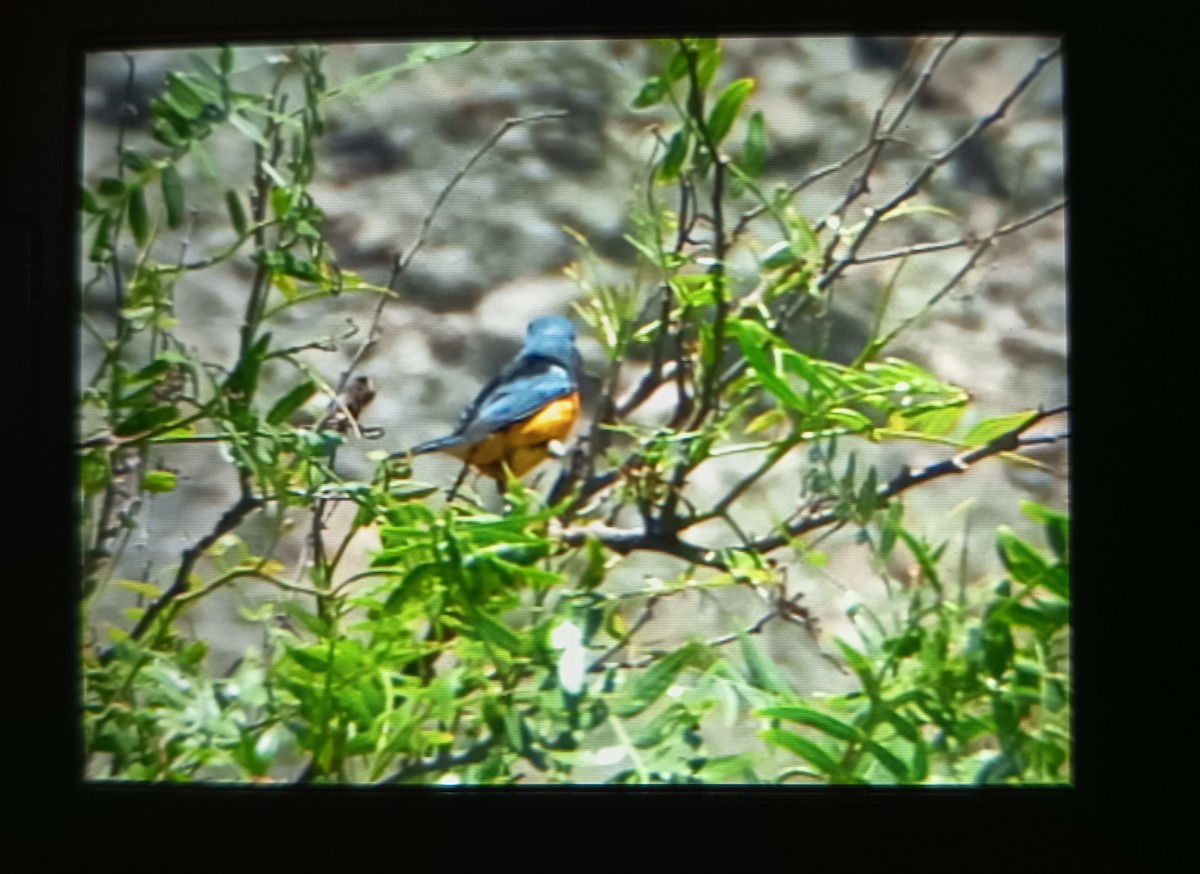 Blue-and-yellow Tanager - ML644504852