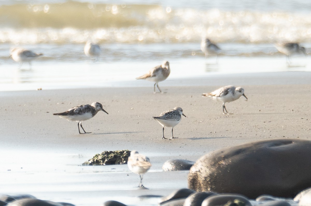 ミユビシギ - ML644504853