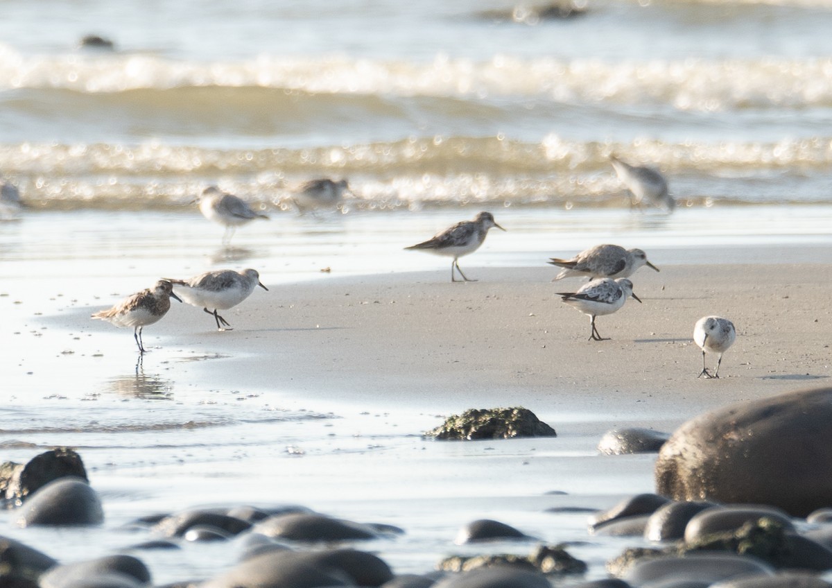 ミユビシギ - ML644504854