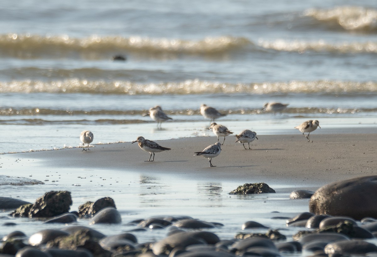 ミユビシギ - ML644504855