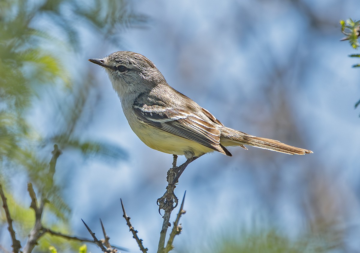 Straneck's Tyrannulet - ML644504877