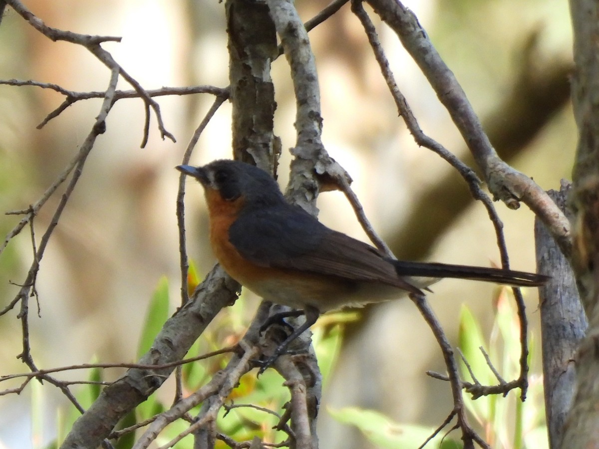 Australian Spectacled Monarch - ML644504882