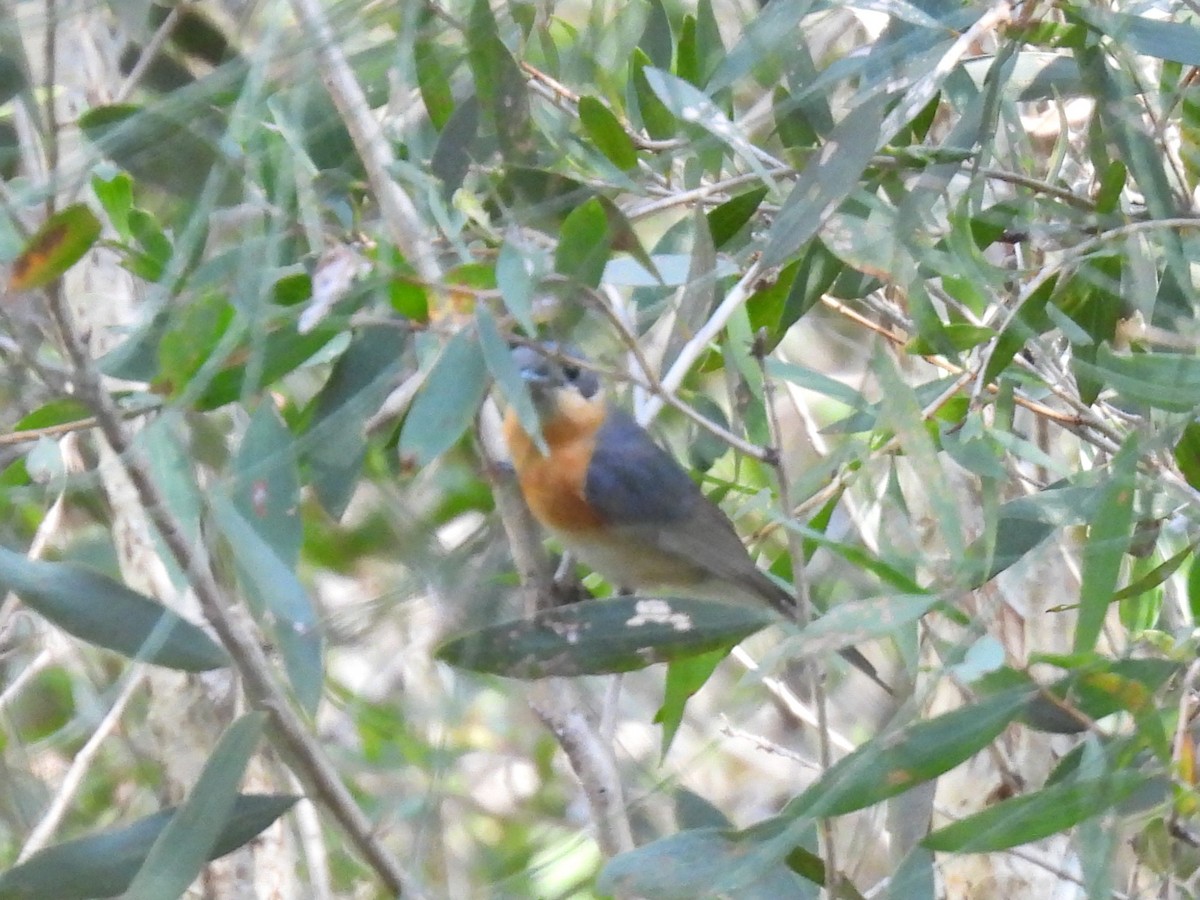 Australian Spectacled Monarch - ML644504883