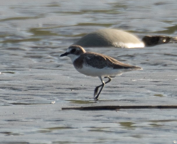 Siberian Sand-Plover - ML644504884