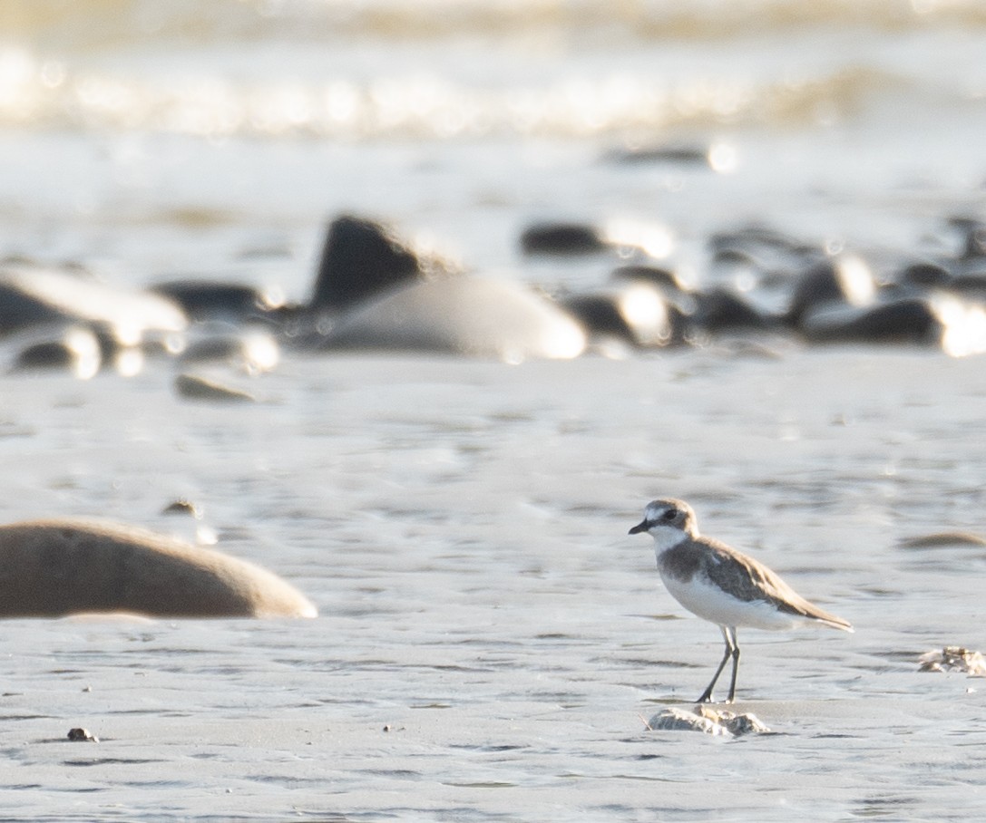 Siberian Sand-Plover - ML644504885
