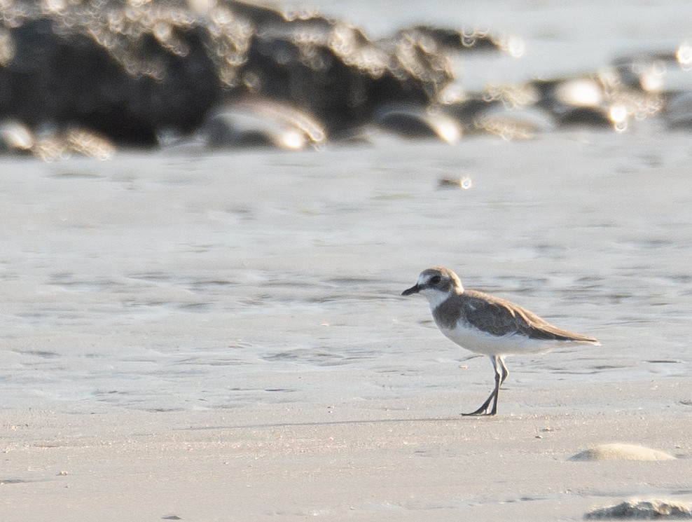Siberian Sand-Plover - ML644504886