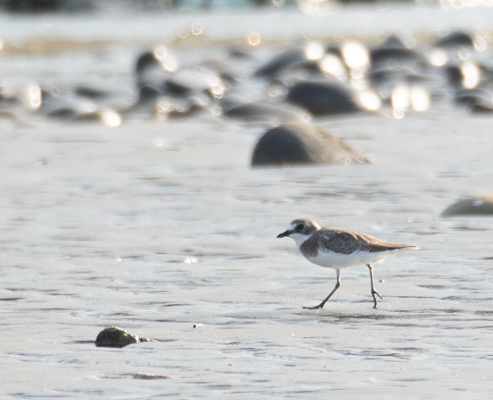 Siberian Sand-Plover - ML644504887