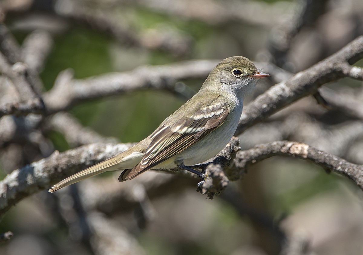 Small-billed Elaenia - ML644504893