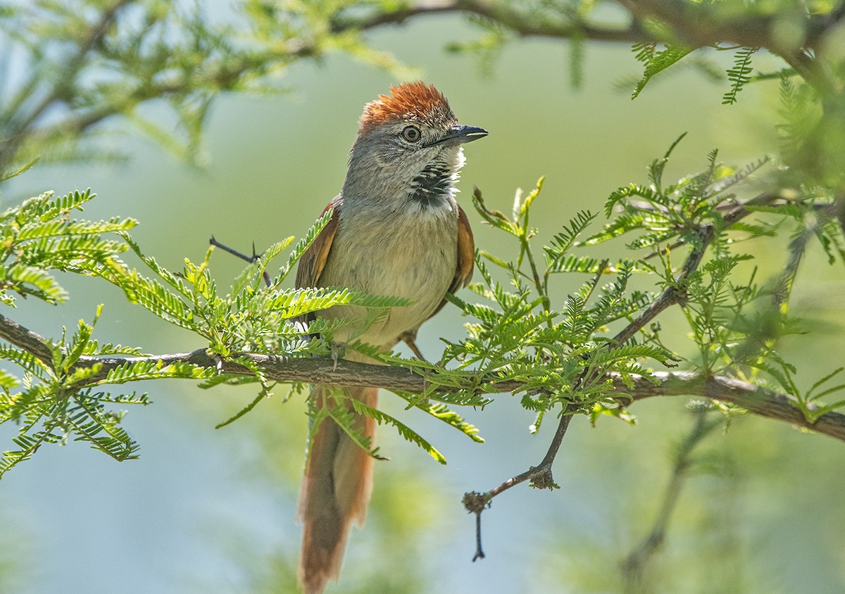 Pale-breasted Spinetail - ML644504895