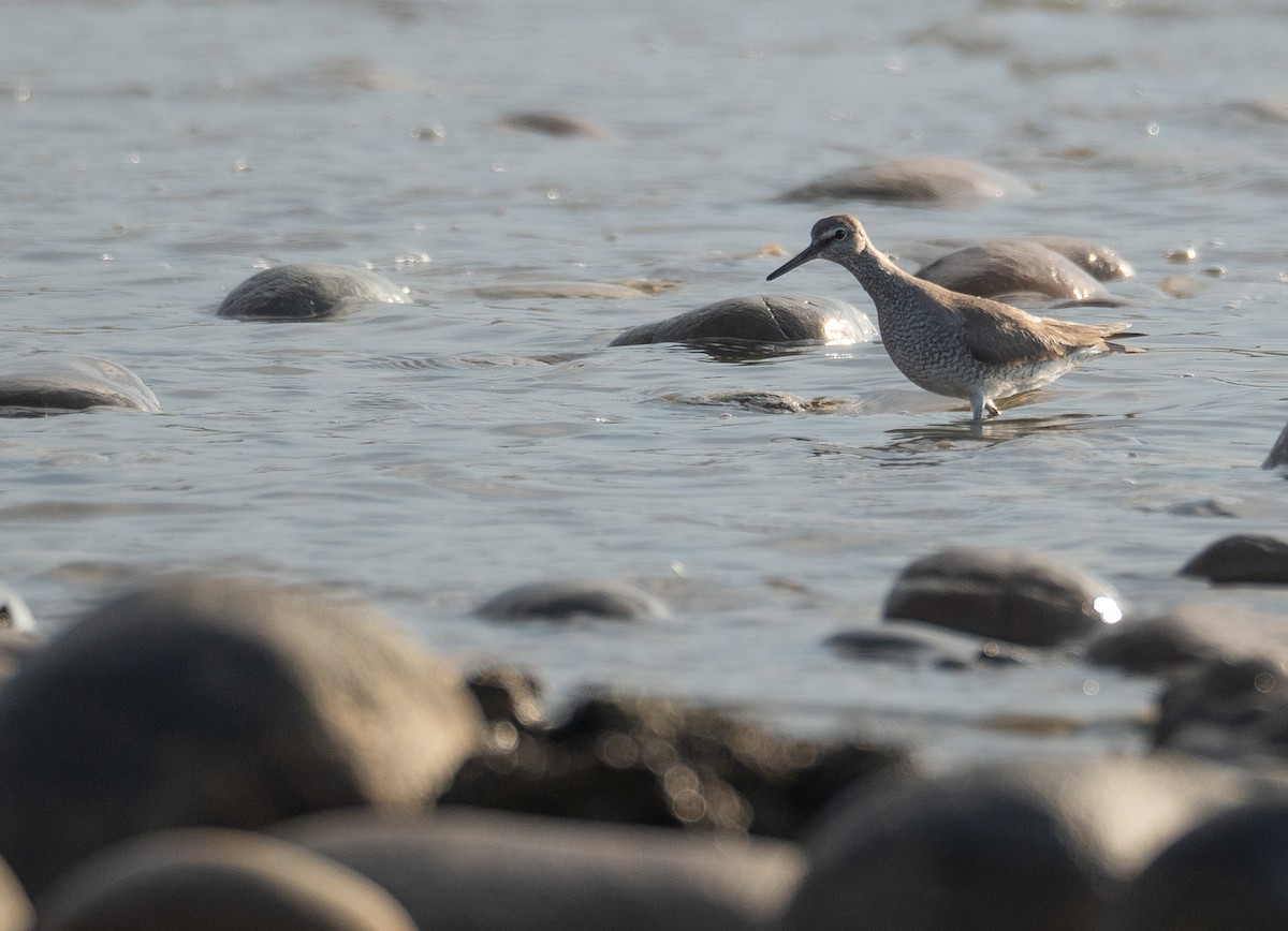 Gray-tailed Tattler - ML644504896