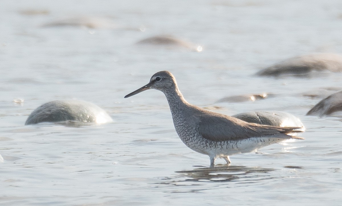 Gray-tailed Tattler - ML644504897