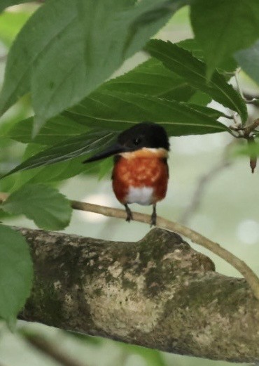 bronseisfugl - ML644504899