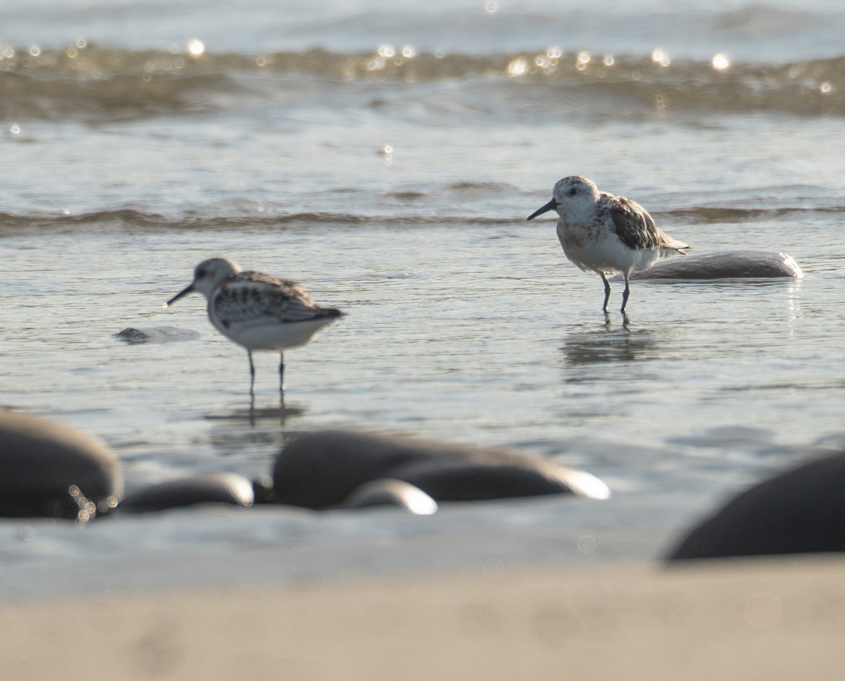 ミユビシギ - ML644504900