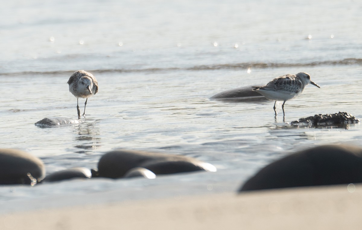 ミユビシギ - ML644504901