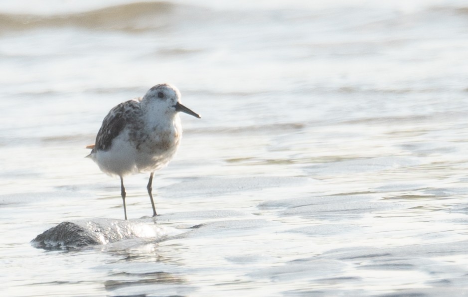 ミユビシギ - ML644504904