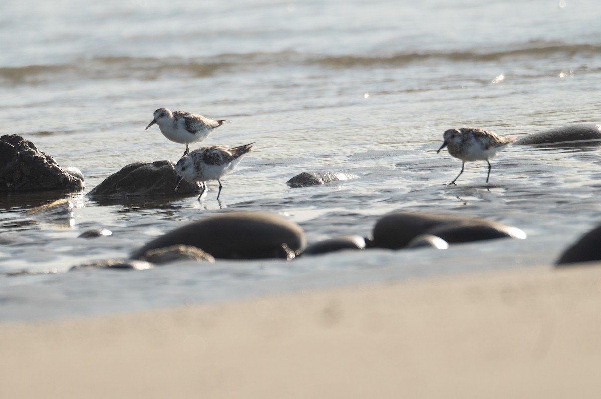 ミユビシギ - ML644504905