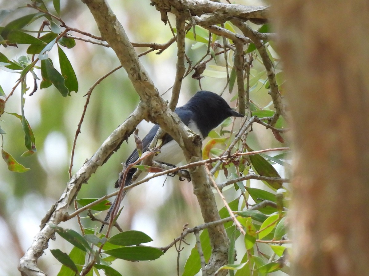Leaden Flycatcher - ML644504906