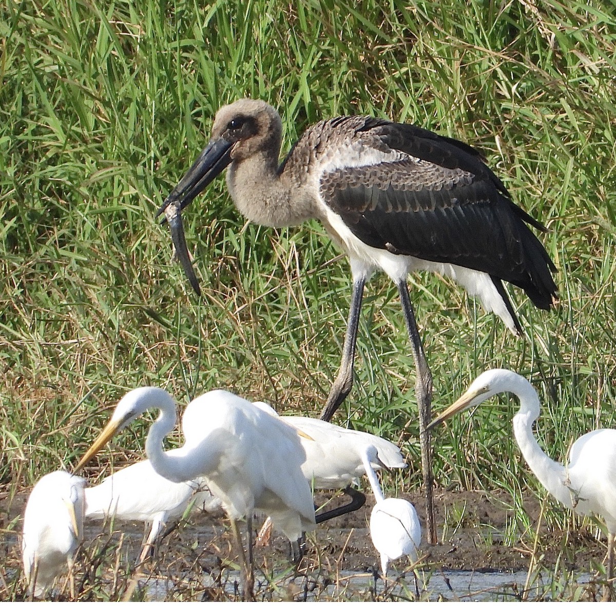 Black-necked Stork - ML644504914