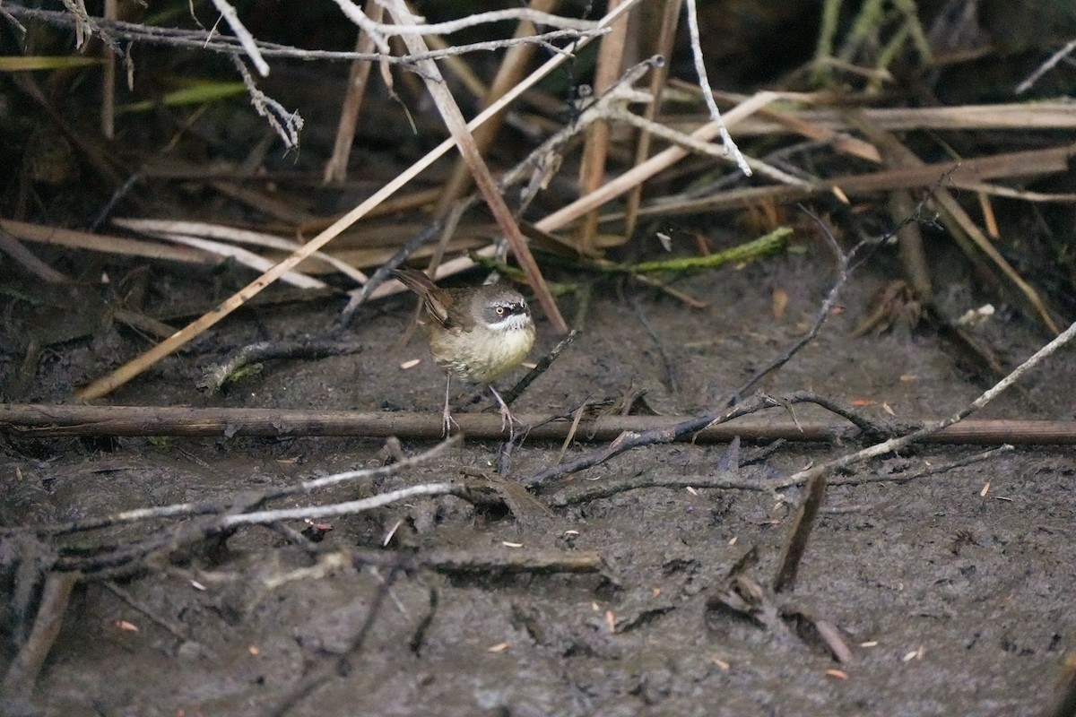 White-browed Scrubwren - ML644504915