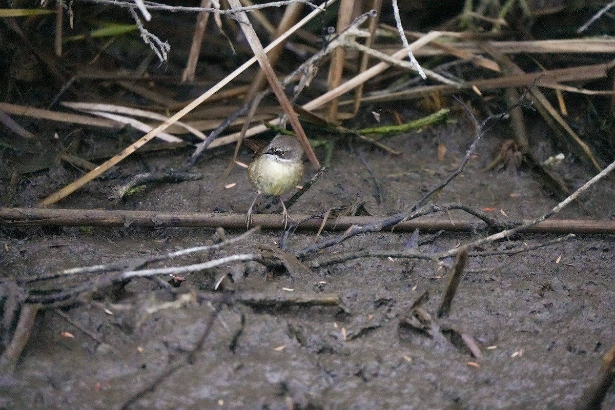 White-browed Scrubwren - ML644504916