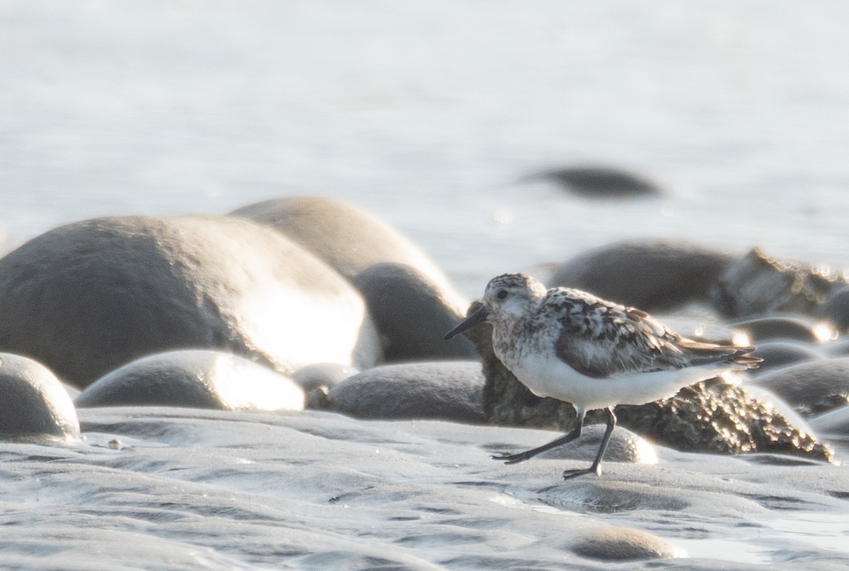 ミユビシギ - ML644504917