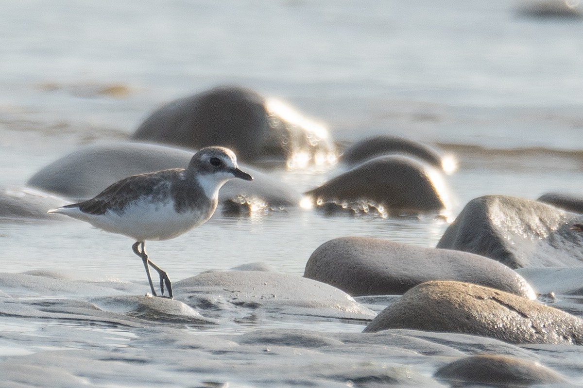 Siberian Sand-Plover - ML644504920