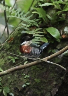 Green Kingfisher - ML644504939