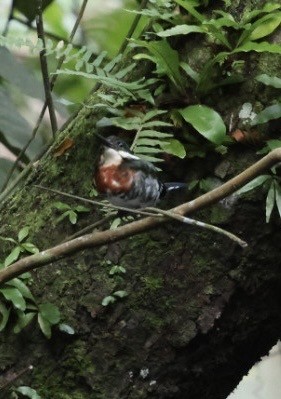 Green Kingfisher - ML644504940