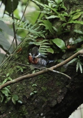 Green Kingfisher - ML644504941