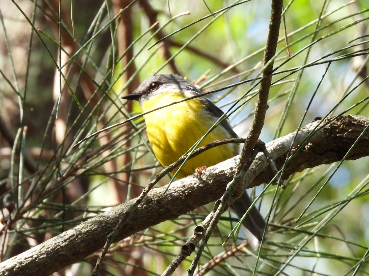 lejsčík žlutý - ML644504942