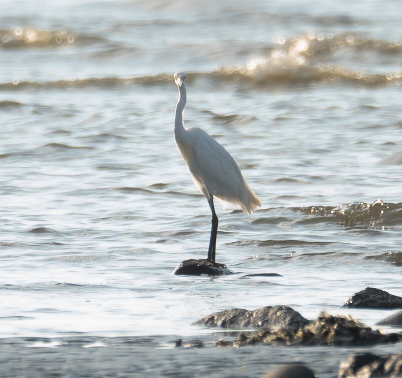 Aigrette garzette - ML644504949