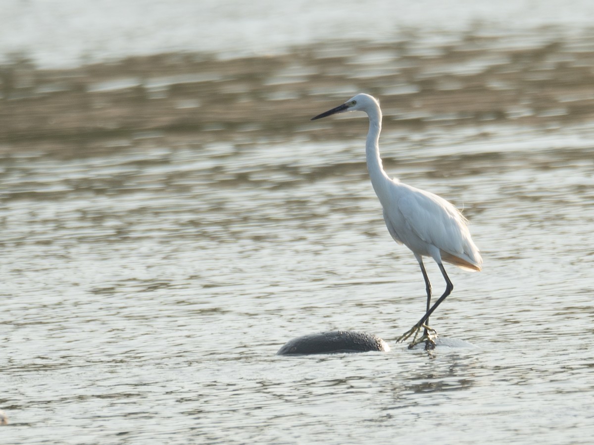 Aigrette garzette - ML644504950