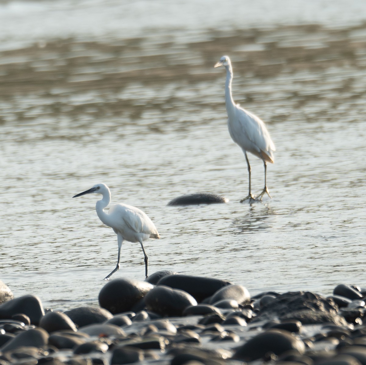 Aigrette garzette - ML644504951