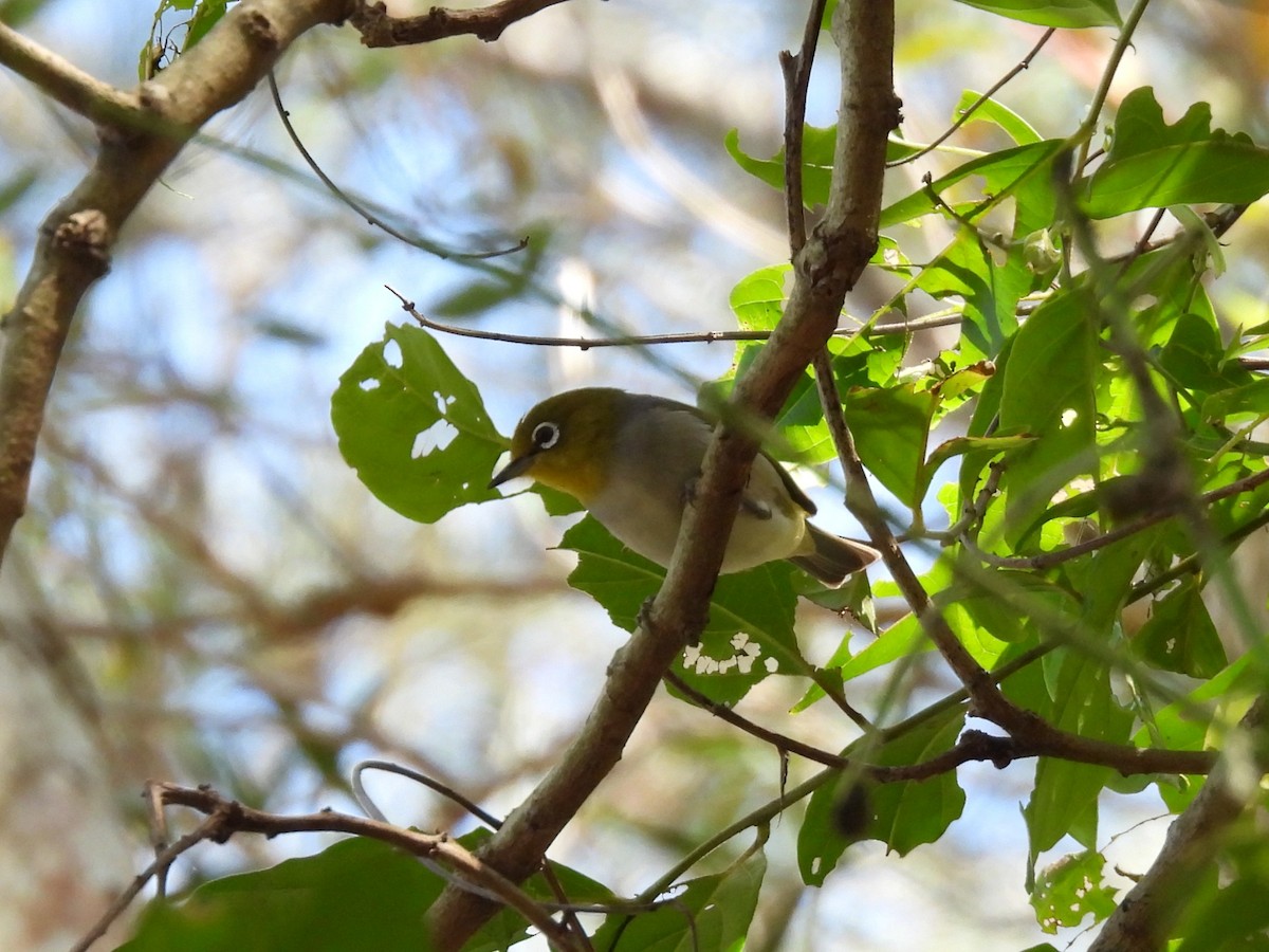 Silvereye - ML644504952