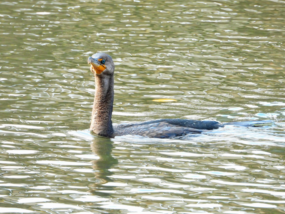 Ушастый баклан - ML644504962