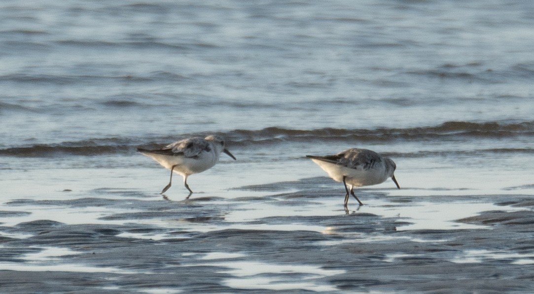 ミユビシギ - ML644504963