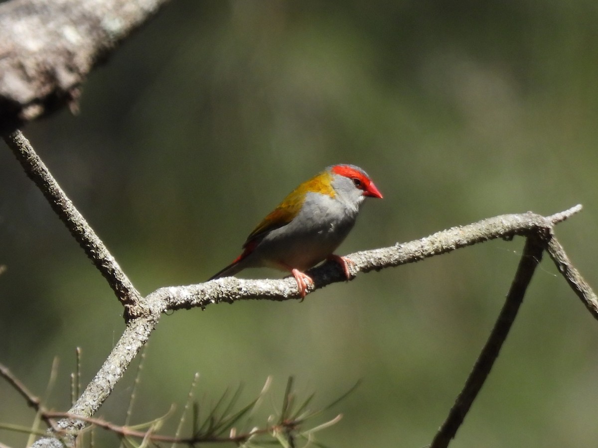 Краснобровая амадина - ML644504966