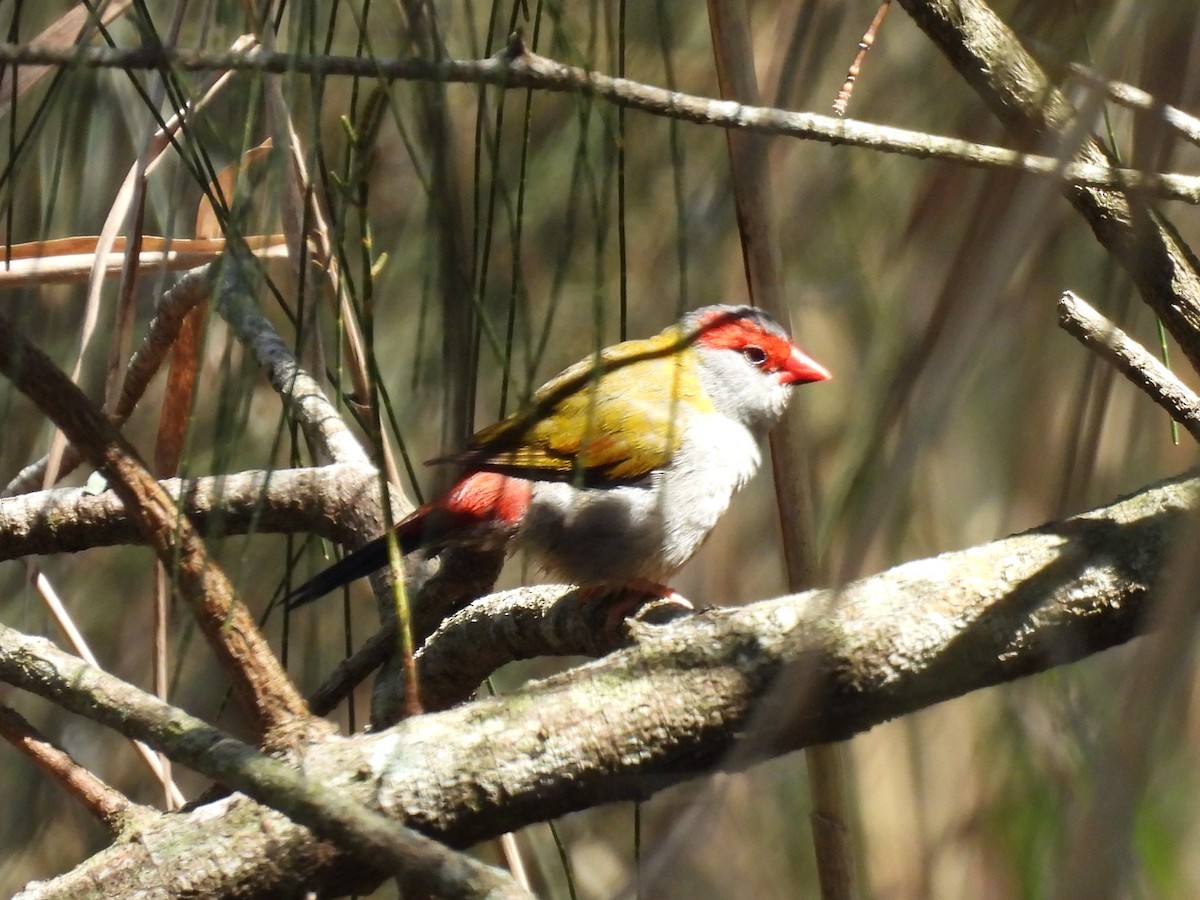 Краснобровая амадина - ML644504967