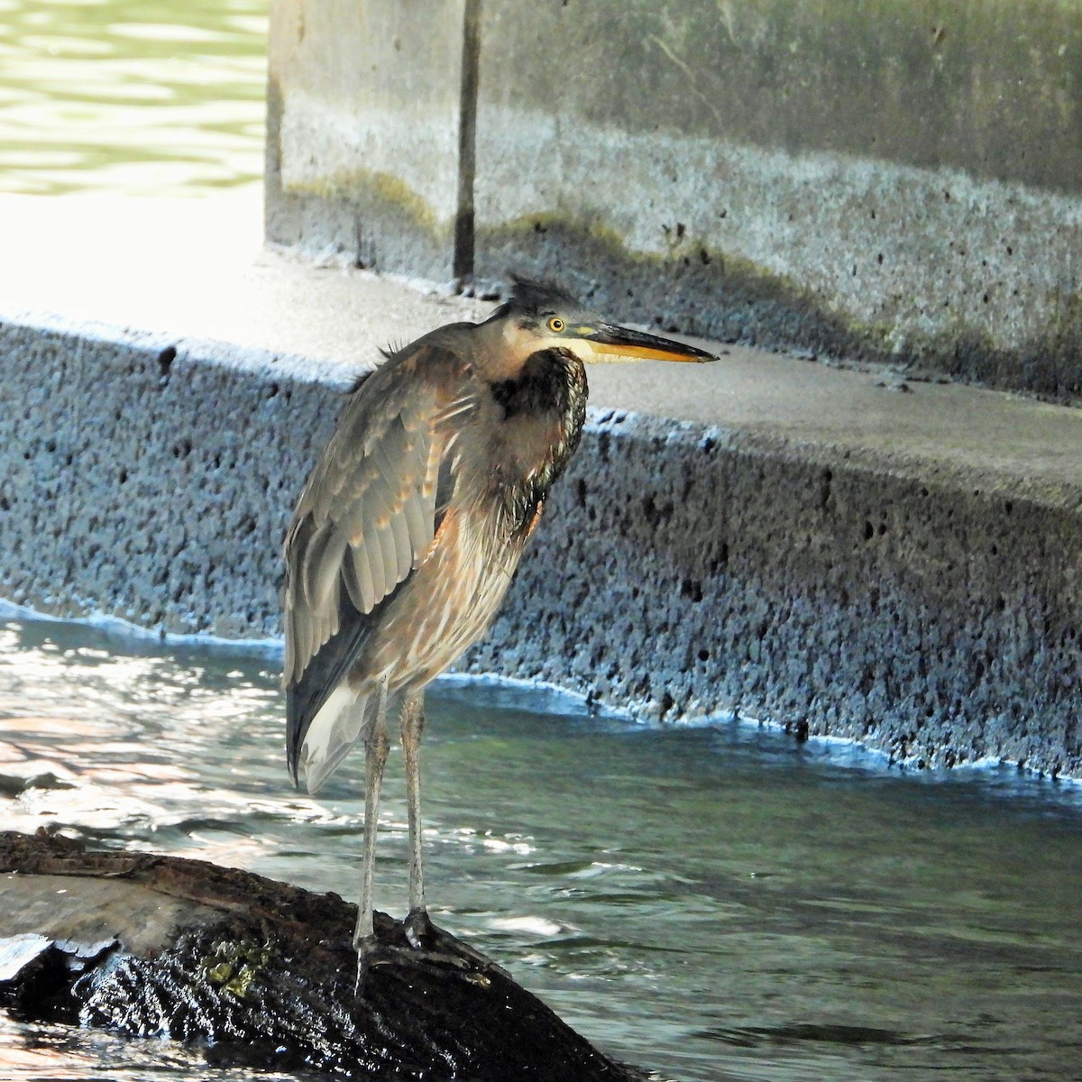 Grand Héron - ML644504974