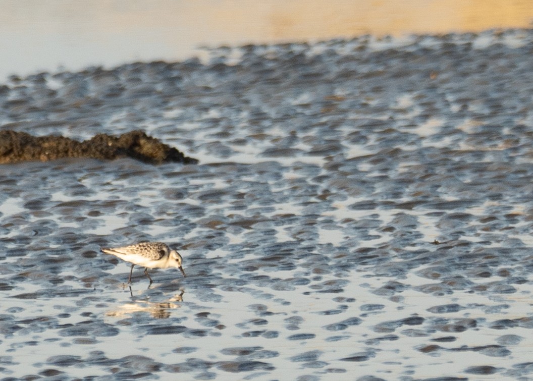 ミユビシギ - ML644504975