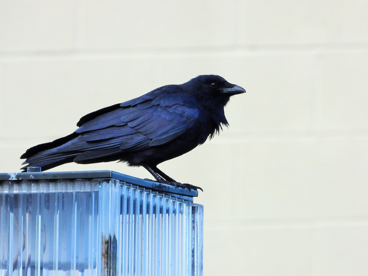 ウオガラス - ML644504976